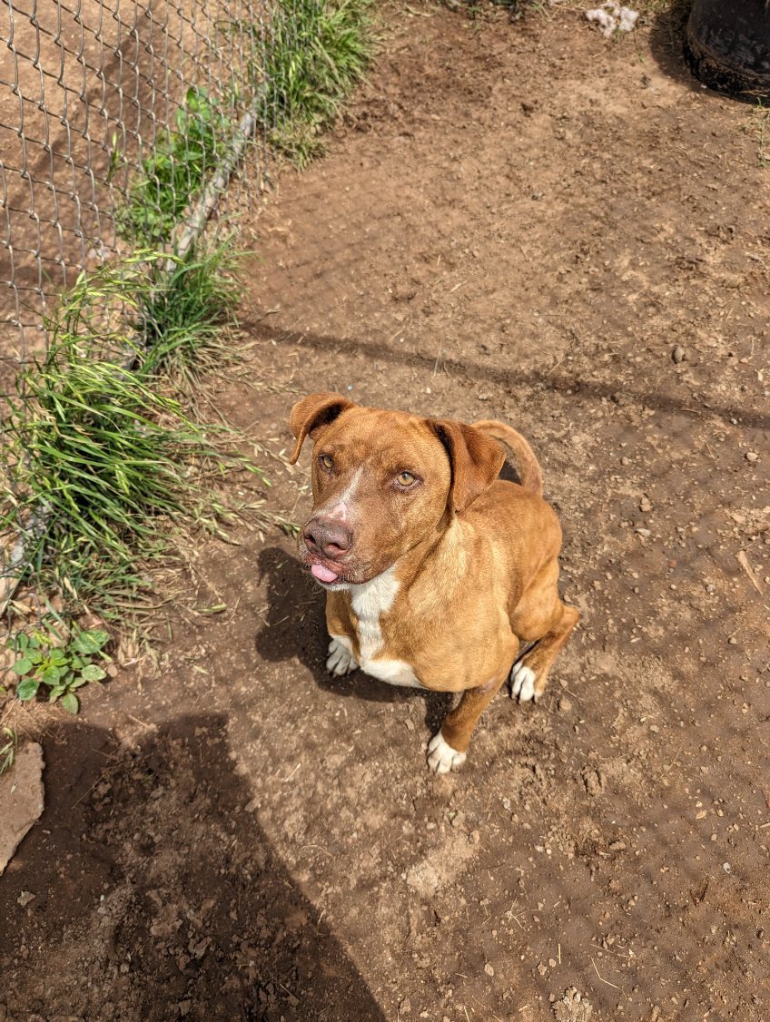 BONEY, an adoptable American Staffordshire Terrier in Mangum, OK, 73554 | Photo Image 6