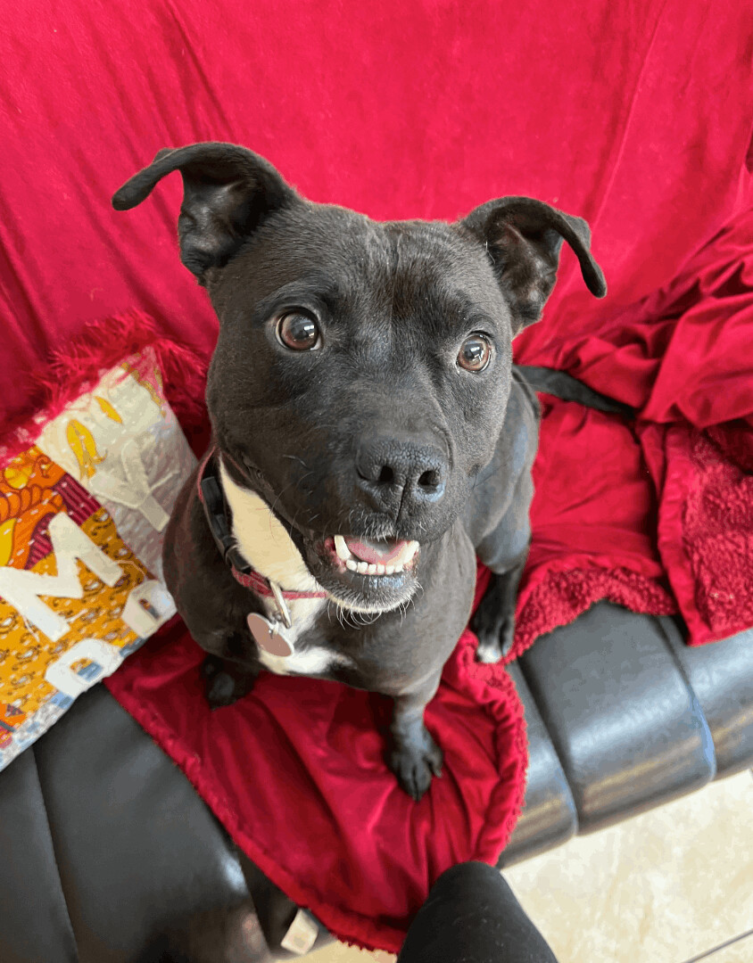 Hope, an adoptable Mixed Breed in Durango, CO, 81302 | Photo Image 1