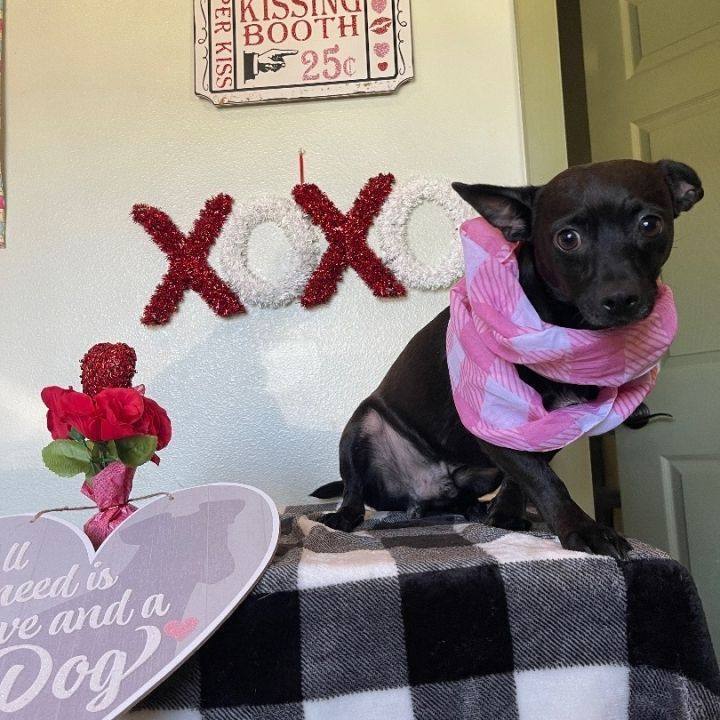 Dog for adoption - Batman, a Rat Terrier & Chihuahua Mix in Sebring, FL |  Petfinder