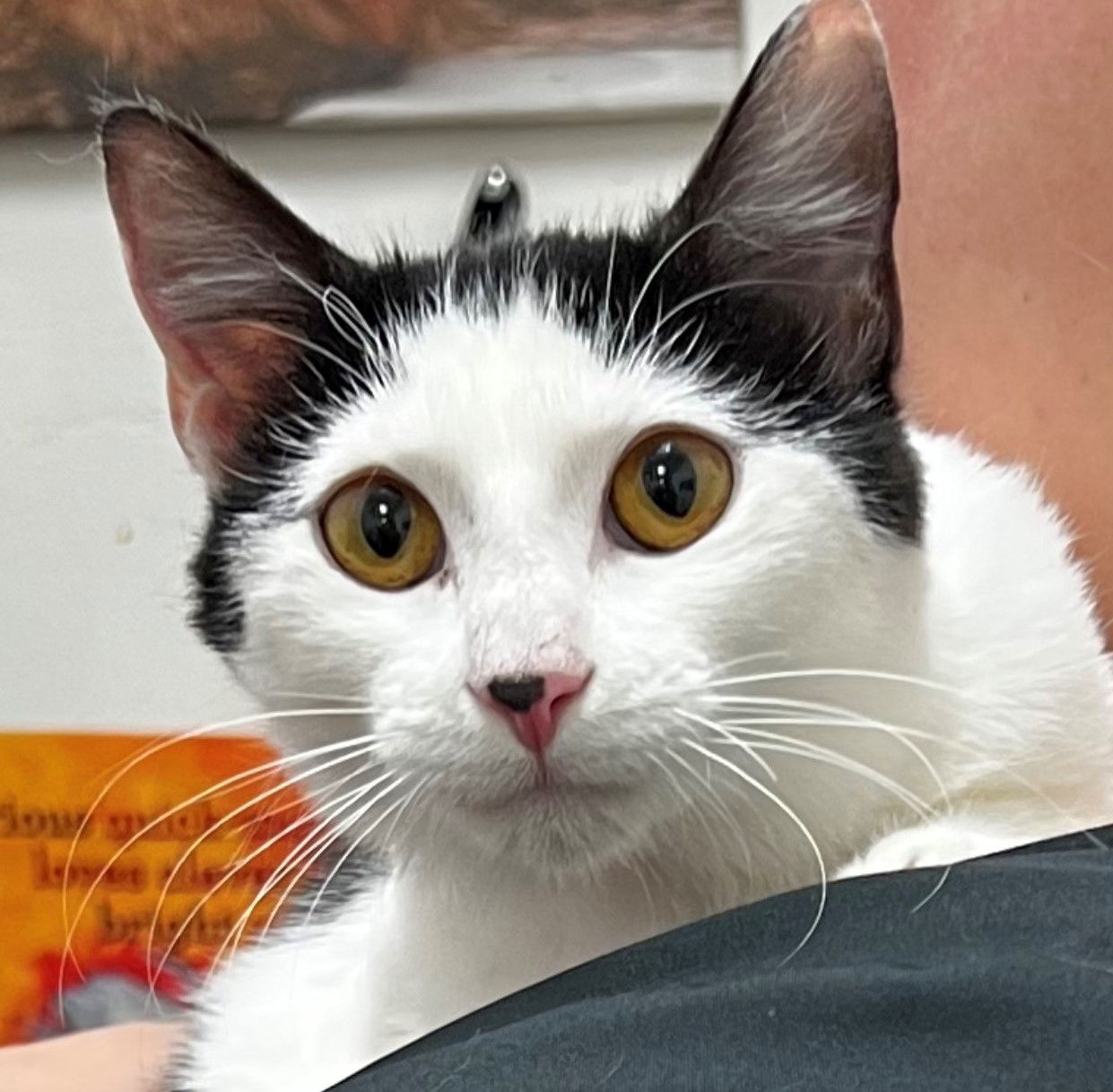 Bessie, an adoptable Domestic Short Hair in Phoenix, AZ, 85029 | Photo Image 1