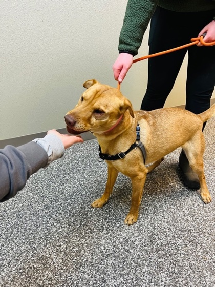 Winnie, an adoptable Shar-Pei in Redmond, OR, 97756 | Photo Image 2