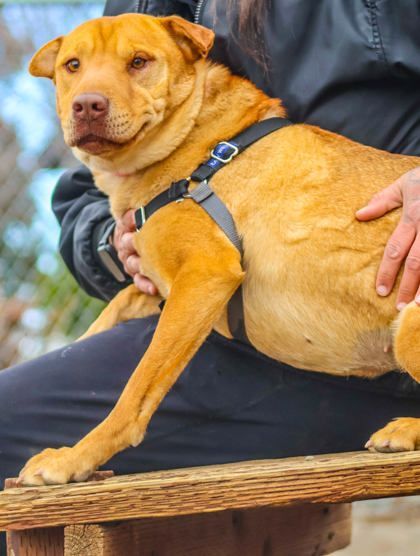 Winnie, an adoptable Shar-Pei in Redmond, OR, 97756 | Photo Image 1
