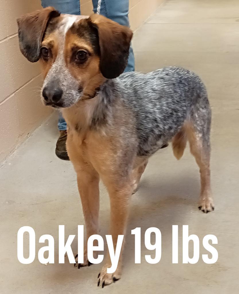 Oakley