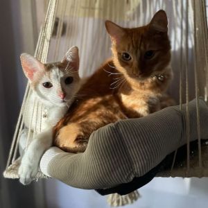 Gerald and Klay American Shorthair Cat