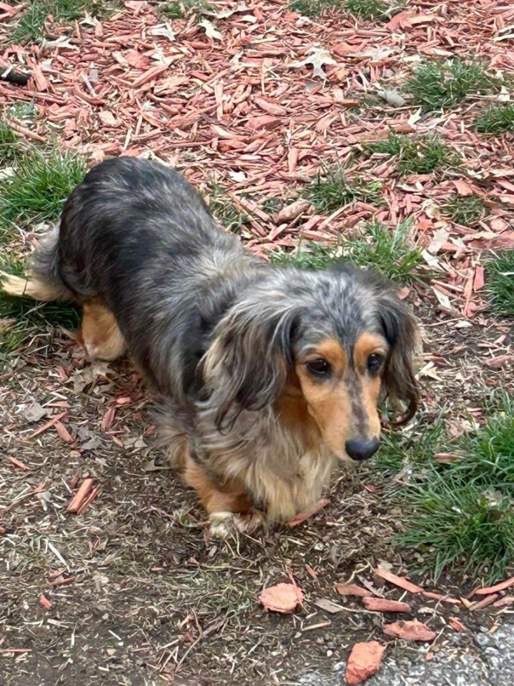 Dog for adoption Pretty Girl a Dachshund in Leavenworth KS