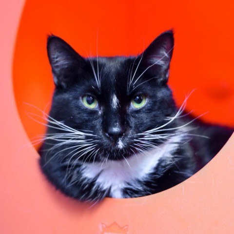 Boots, an adoptable Domestic Short Hair in Morrison, CO, 80465 | Photo Image 1