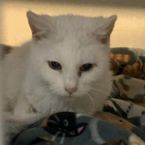 Pigeon, an adoptable Domestic Short Hair in Morrison, CO, 80465 | Photo Image 1