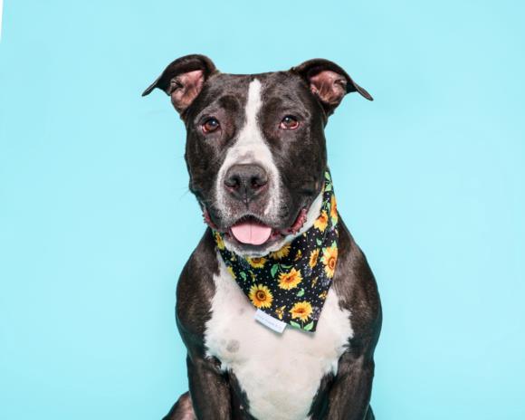 JACKIE, an adoptable Mixed Breed in Los Angeles, CA_image-1