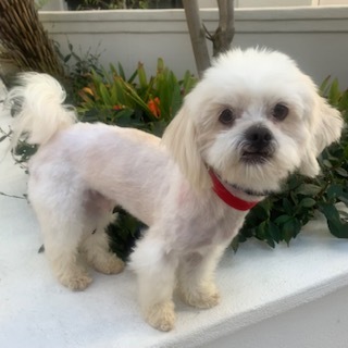 EVERETT, an adoptable Maltese, Pomeranian in Santa Monica, CA, 90405 | Photo Image 1