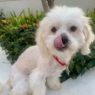 EVERETT, an adoptable Maltese, Pomeranian in Santa Monica, CA, 90405 | Photo Image 2