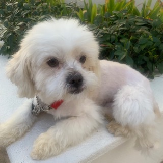 EVERETT, an adoptable Maltese, Pomeranian in Santa Monica, CA, 90405 | Photo Image 3