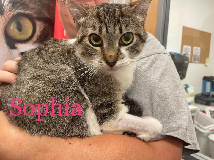Sophia, an adoptable Domestic Short Hair & Tabby Mix in Orlando, FL_image-1
