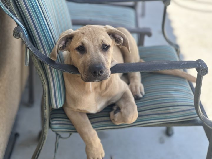 Mackenzie, an adoptable Staffordshire Bull Terrier Mix in Coachella, CA_image-1