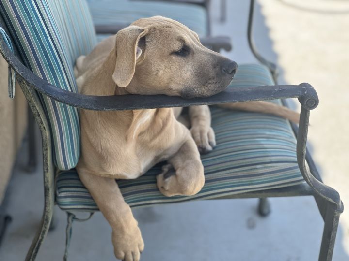 Mackenzie, an adoptable Staffordshire Bull Terrier Mix in Coachella, CA_image-4