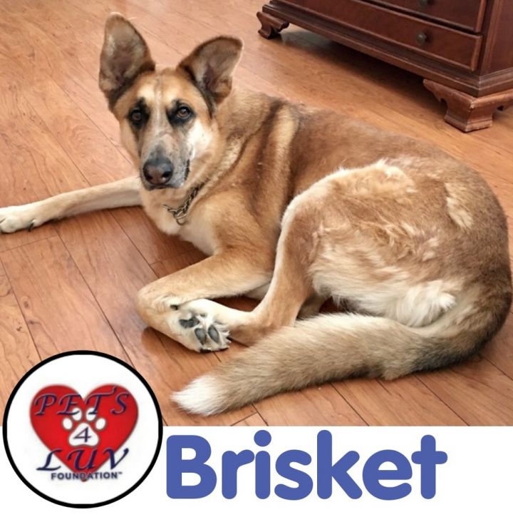 Brisket, an adoptable German Shepherd Dog in Westbury, NY_image-1
