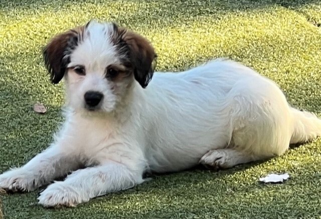 Dog for adoption - tweed, an Australian Shepherd & Maltese Mix in Nanuet,  NY | Petfinder