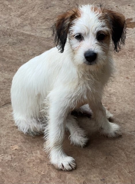 Dog for adoption - tweed, an Australian Shepherd & Maltese Mix in Nanuet,  NY | Petfinder