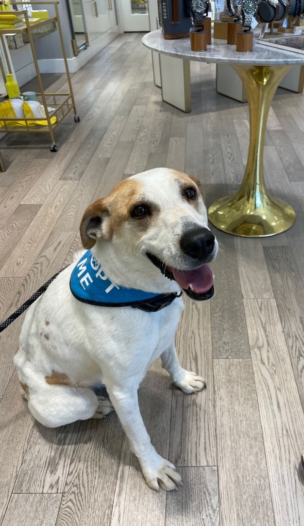 Zac, an adoptable Jack Russell Terrier, Shepherd in El Paso, TX, 79938 | Photo Image 1
