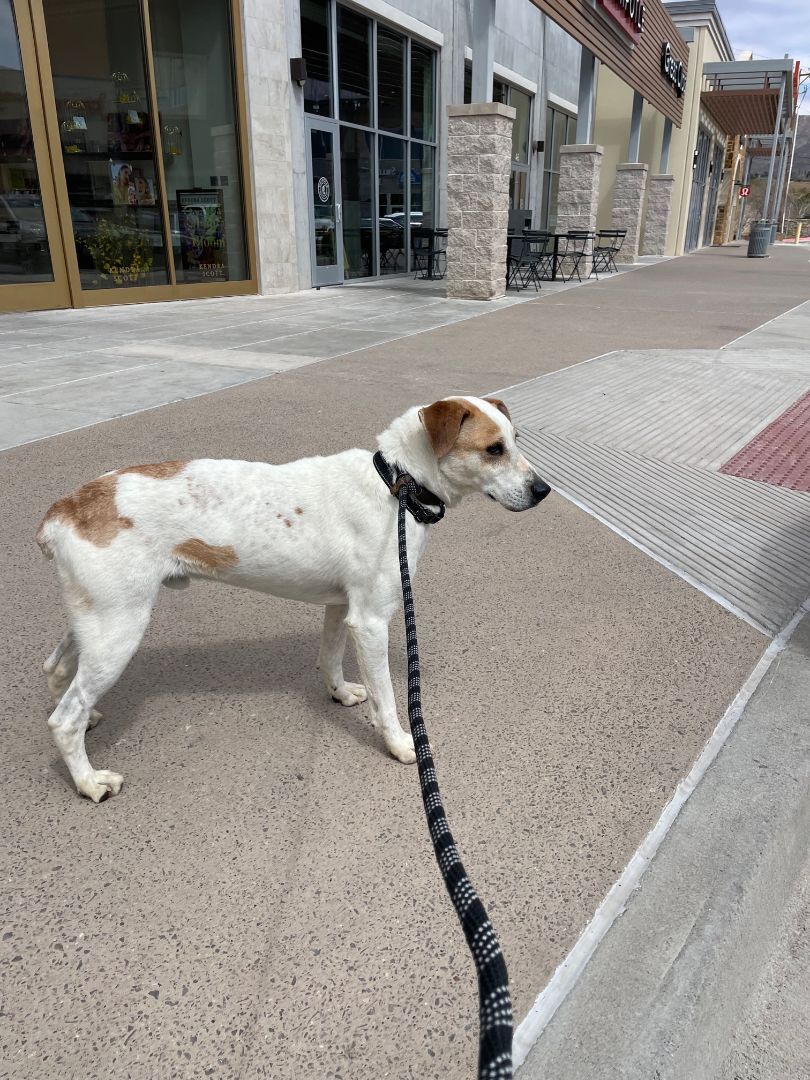 Zac, an adoptable Jack Russell Terrier, Shepherd in El Paso, TX, 79938 | Photo Image 2