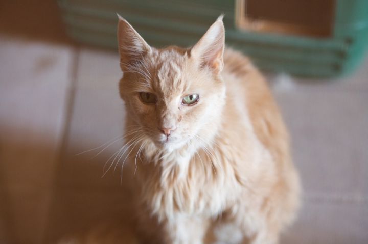 Theodore 1