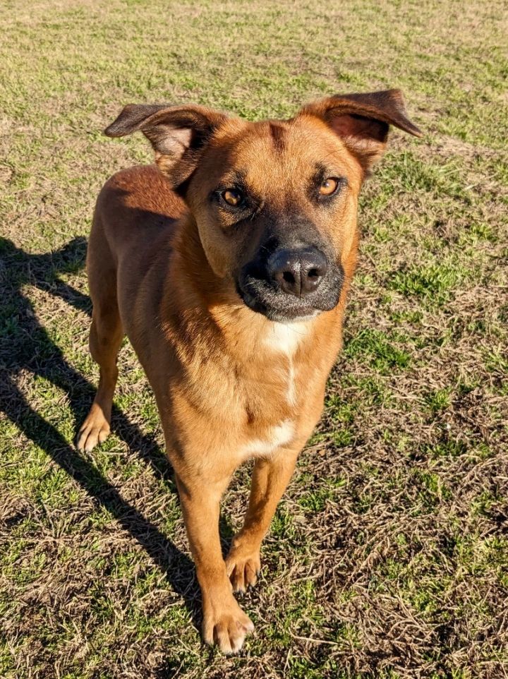 Boxer carolina best sale dog mix