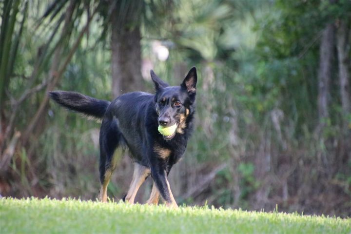 Stella 2097, an adoptable German Shepherd Dog in Pompano Beach, FL_image-3