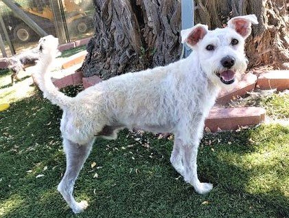 Schnauzer poodle hot sale mix white