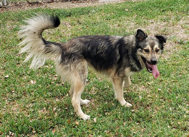 Koda, an adoptable Shepherd & Australian Shepherd Mix in Houston, TX_image-2