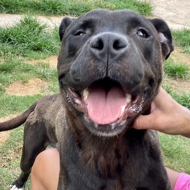 Lola , an adoptable Mixed Breed in Memphis, TN_image-2