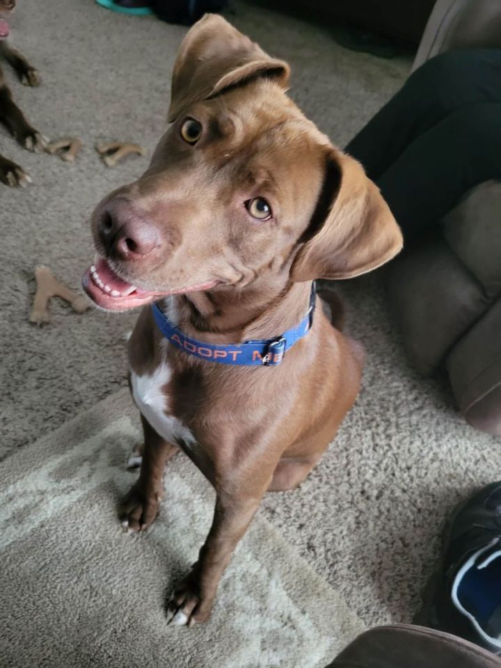 Cassie, an adopted Labrador Retriever & Chocolate Labrador Retriever Mix in Omaha, NE_image-5