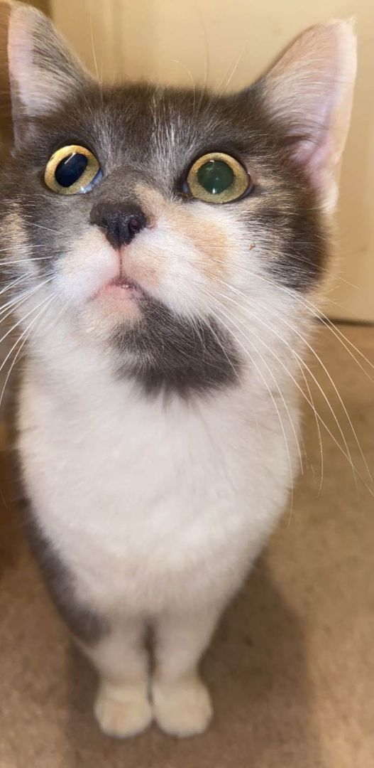 Juno, an adoptable Dilute Calico in Louisville, KY_image-4