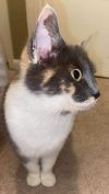 Juno