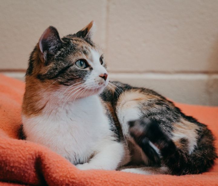 Goldie, an adoptable Calico in Pueblo, CO_image-1