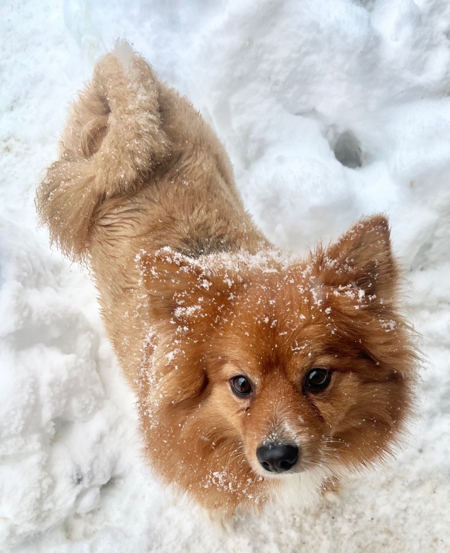 Teddy, an adoptable Pomeranian in Soldotna, AK, 99669 | Photo Image 1