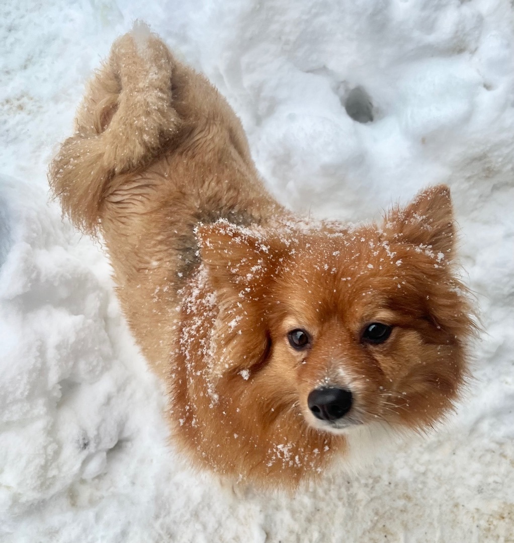 Teddy, an adoptable Pomeranian in Soldotna, AK, 99669 | Photo Image 2
