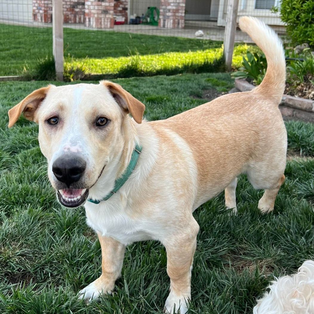 Pyrenees sales pitbull mix