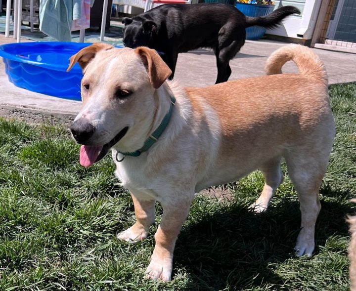 Great pyrenees store pitbull mix puppy