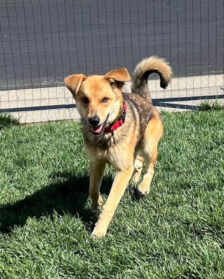 Oliver!, an adoptable Shepherd Mix in Roseville, CA_image-4