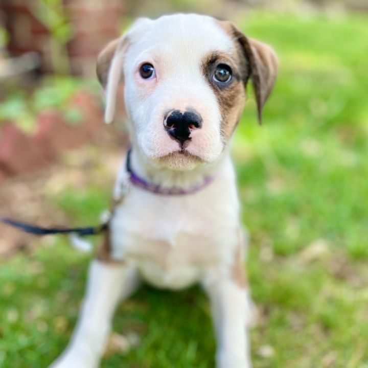 Cottontail, an adoptable American Bulldog & Pit Bull Terrier Mix in Springfield, MO_image-6