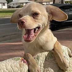 Elvis, an adoptable Rat Terrier & Cocker Spaniel Mix in Santa Ana, CA_image-1