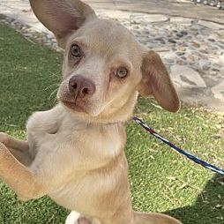 Elvis, an adoptable Rat Terrier & Cocker Spaniel Mix in Santa Ana, CA_image-3