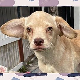 Spaniel and terrier store mix