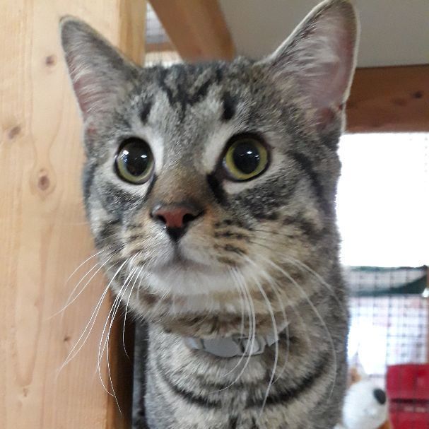 Yoshi, an adoptable Domestic Short Hair & Tabby Mix in Germansville, PA_image-4
