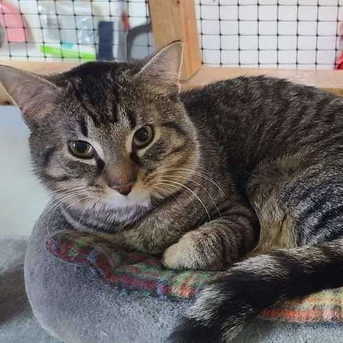 Yoshi, an adoptable Domestic Short Hair & Tabby Mix in Germansville, PA_image-1