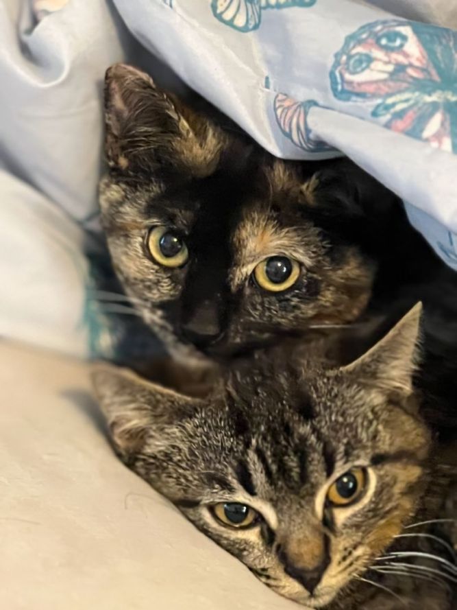 opal and orelli (bonded sisters!)