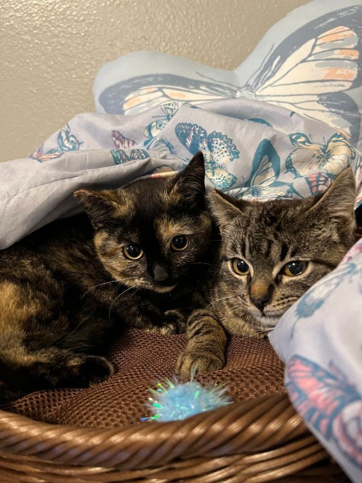 opal and orelli (bonded sisters!), an adoptable Domestic Short Hair in Canoga Park, CA_image-2