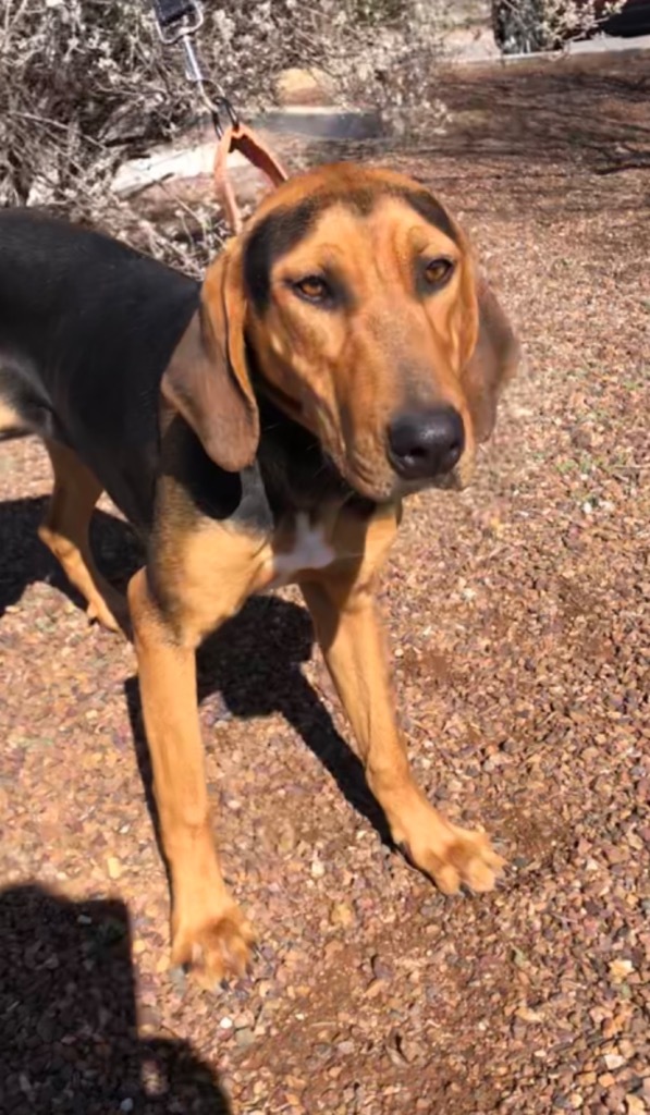 Ivy, an adoptable Black and Tan Coonhound, Hound in Cottonwood, AZ, 86326 | Photo Image 2