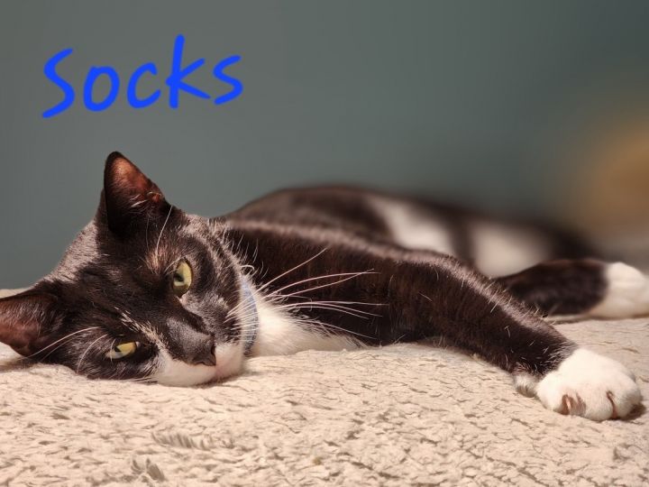 Socks, an adoptable Domestic Short Hair in Cambridge, MD_image-1