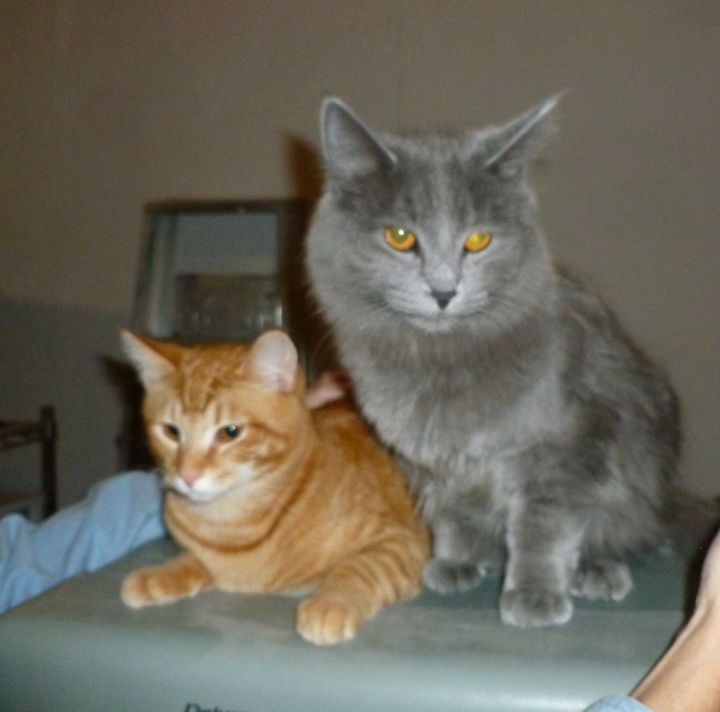 2 Male brother cats, an adoptable Domestic Long Hair & Tabby Mix in Lake Orion, MI_image-1