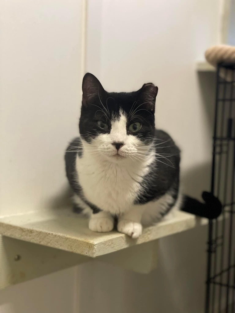 Peppermint, an adoptable Domestic Short Hair in Meriden, CT, 06451 | Photo Image 1